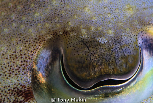 cuttlefish eye by Tony Makin 